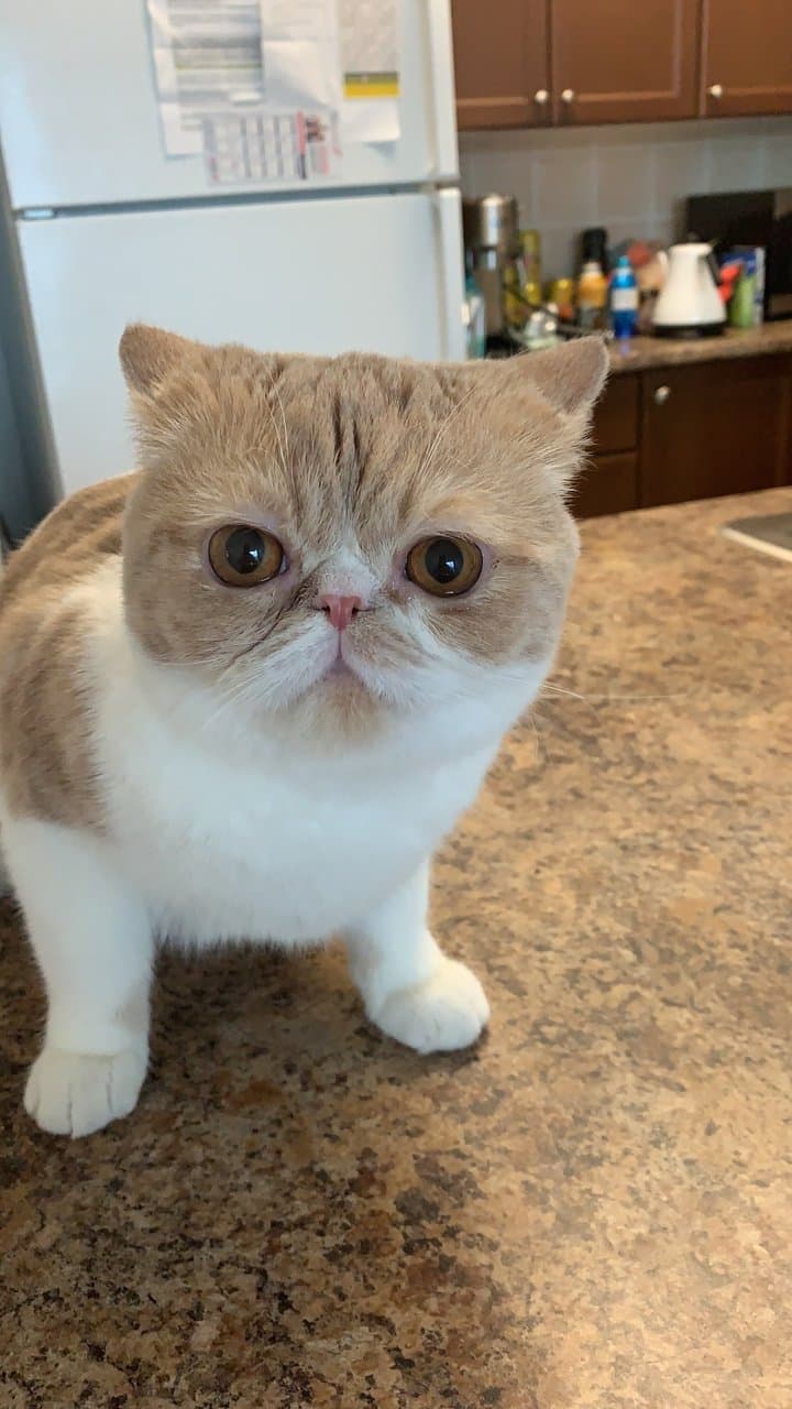 Original phone photo of a cream and white cat on an indoor background before editing
