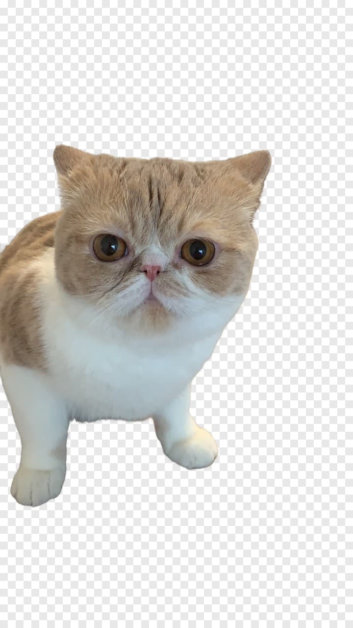 The same subject as a transparent PNG, shown over a checkerboard pattern that indicates alpha transparency