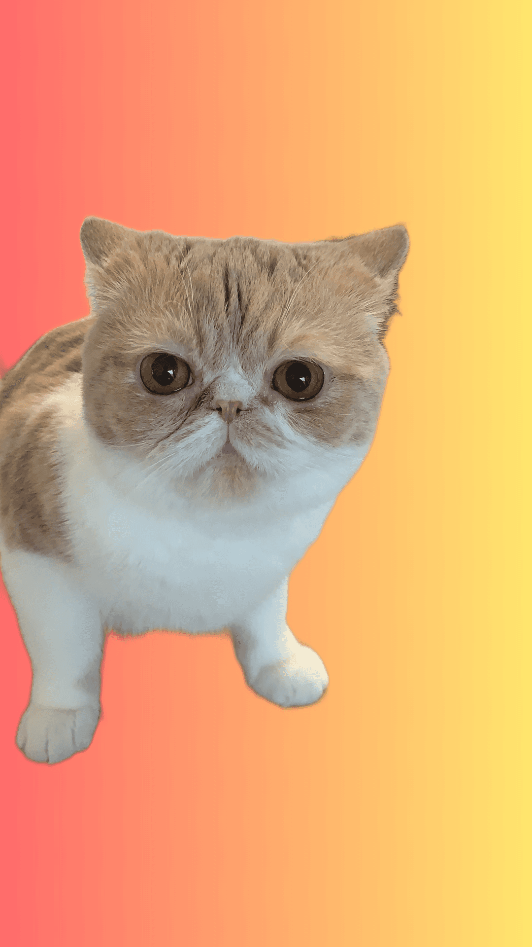 Cat photo placed on a new solid color background