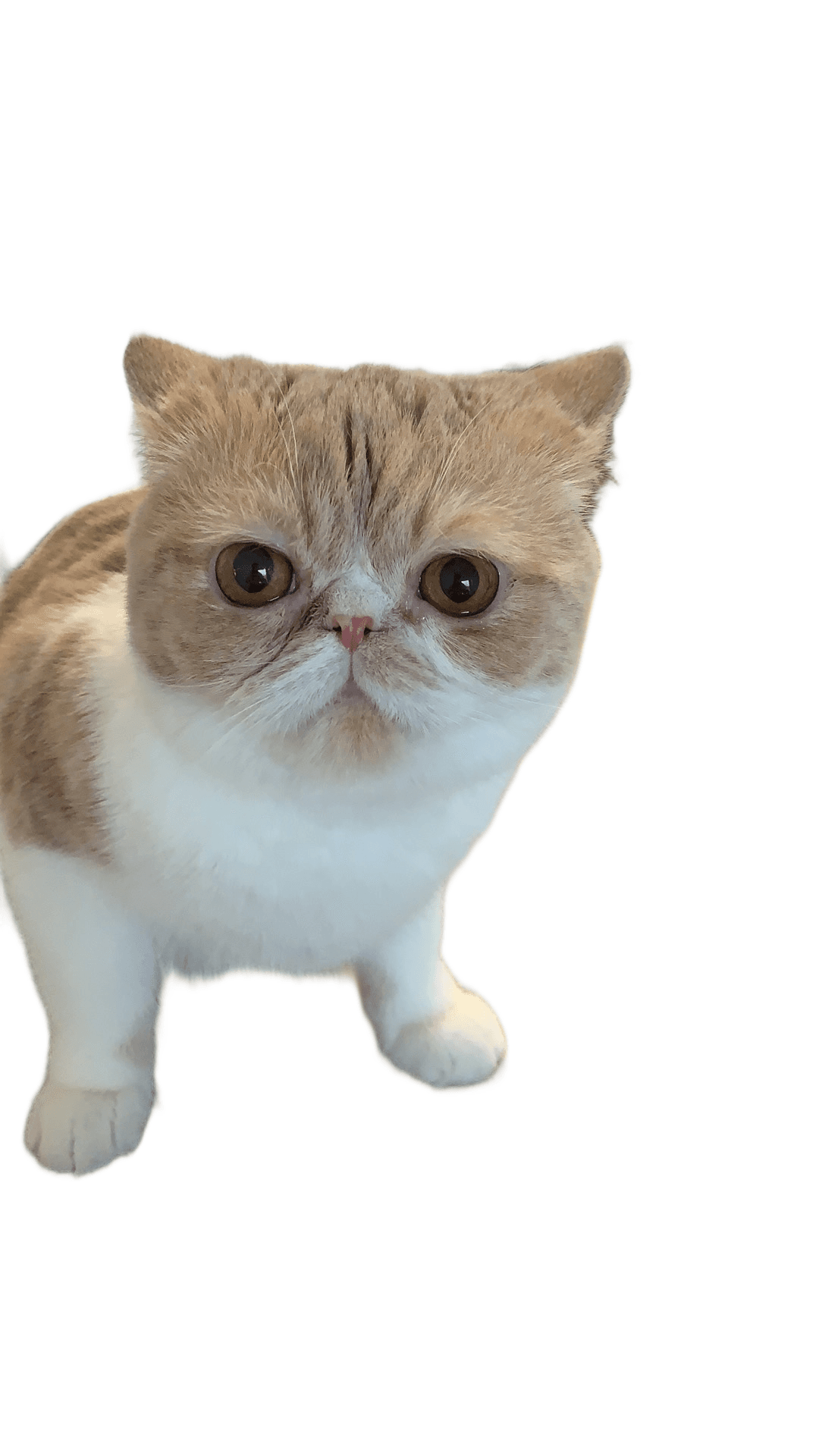 Cat photo with the background removed, shown on a transparency checkerboard