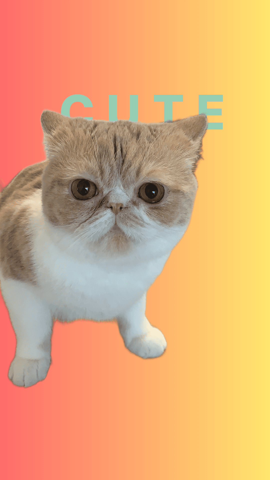 Cat photo with large text layered behind the subject