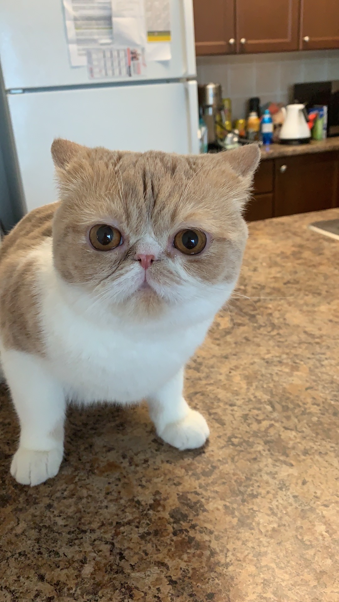 Original with background